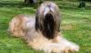 briard dog