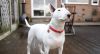 bull terrier dog