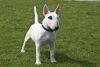 bull terrier miniature dog