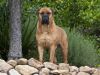 bullmastiff dog