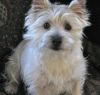 cairn terrier dog