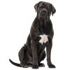 cane corso dog