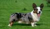 cardigan welsh corgi dog