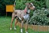 catahoula leopard dog