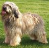 catalan sheepdog dog