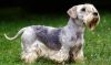 cesky terrier dog