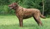 chesapeake bay retriever dog