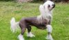 chinese crested dog dog