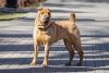 chinese shar pei dog