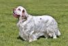 clumber spaniel dog