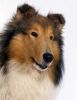 collie dog