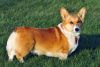 corgi dog