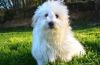 coton de tulear dog