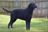 curly coated retriever dog