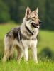 czechoslovakian wolfdog dog