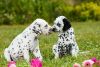 dalmatian puppies