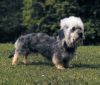 dandie dinmont terrier dog