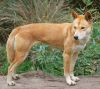 dingo dog