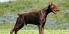 doberman pinscher dog