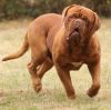 dogue de bordeaux dog