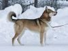 east siberian laika dog