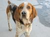 english coonhound dog