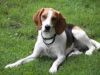 english foxhound dog