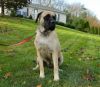 english mastiff dog