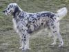english setter dog