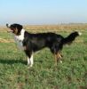 english shepherd dog