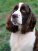 english springer spaniel dog