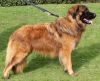 estrela mountain dog dog