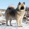 eurasier dog
