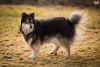finnish lapphund dog