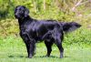flat coated retriever dog