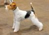 fox terrier dog