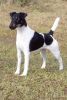fox terrier smooth dog