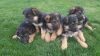 german shepherd puppies