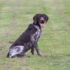 german shorthaired pointer dog