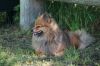 german spitz klein dog