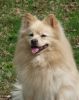 german spitz mittel dog