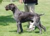 german wirehaired pointer dog