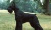 giant schnauzer dog