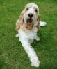 grand basset griffon vendeen dog