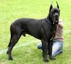 great dane dog