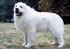 great pyrenees dog