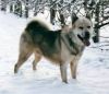 greenland dog dog