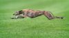 greyhound dog