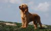 griffon fauve de bretagne dog