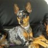harlequin pinscher dog
